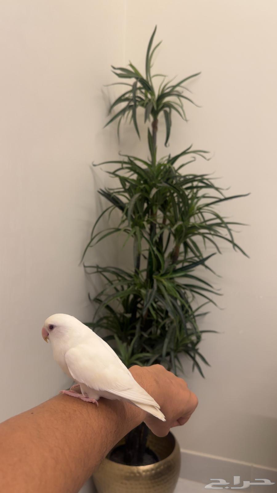 Bird64456517202946110