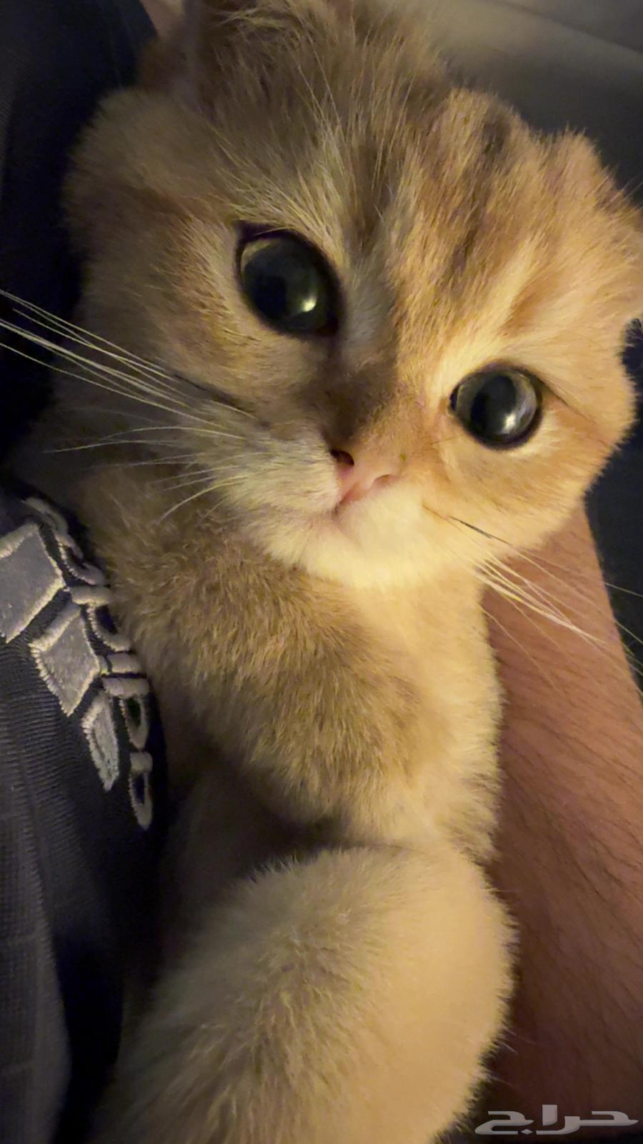 قطط NY11 للبيع64456954829697112