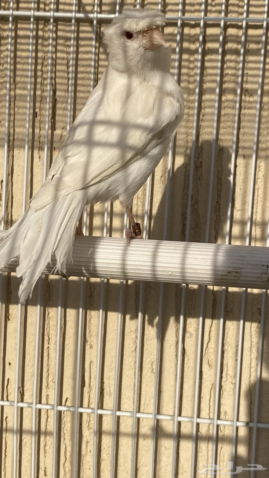 انثى كناري ستنايت نوادر الكناري64456653367299112