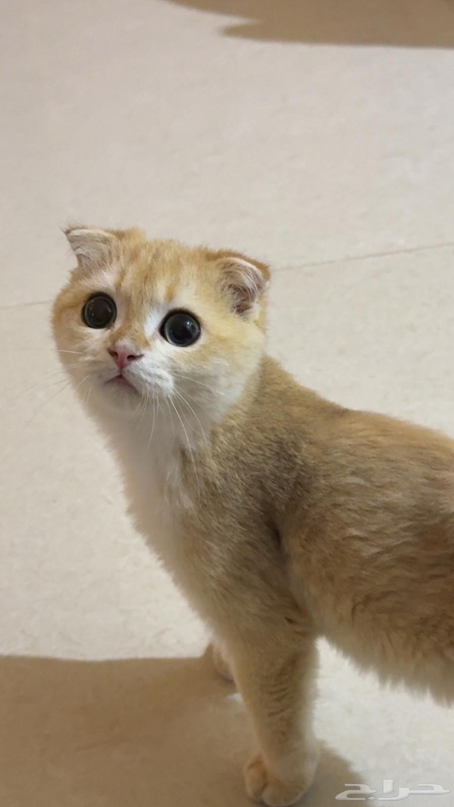 قطط NY11 للبيع64456954829697113