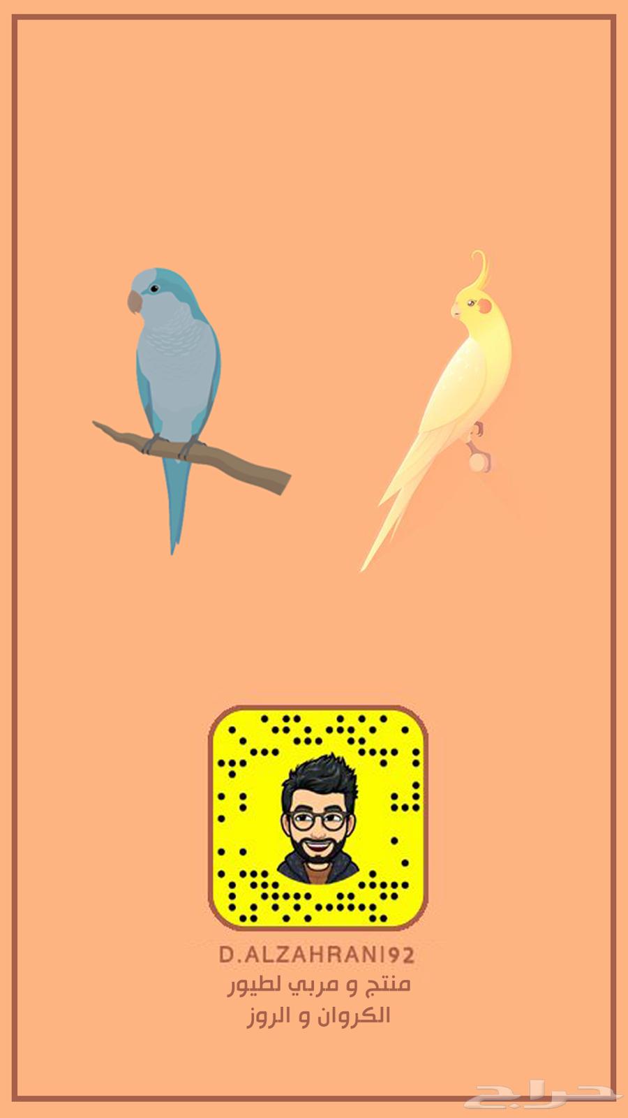 ذكر كروان سينامون نورمال منتج شرط64450050191363113