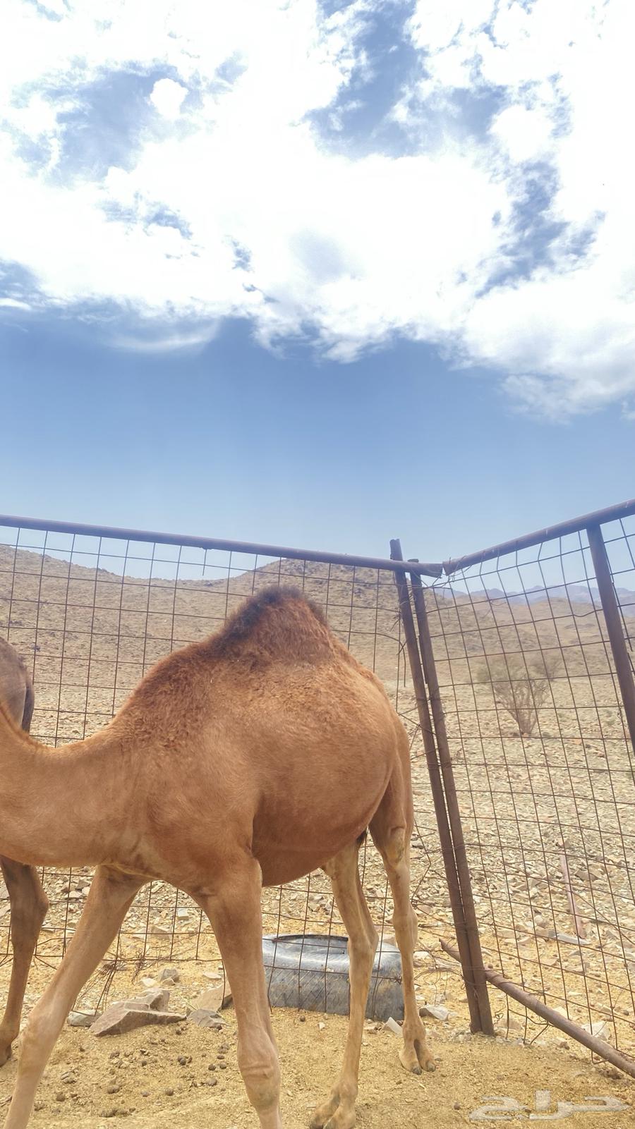 قعود للبيع سمين مشروط64452415326211110