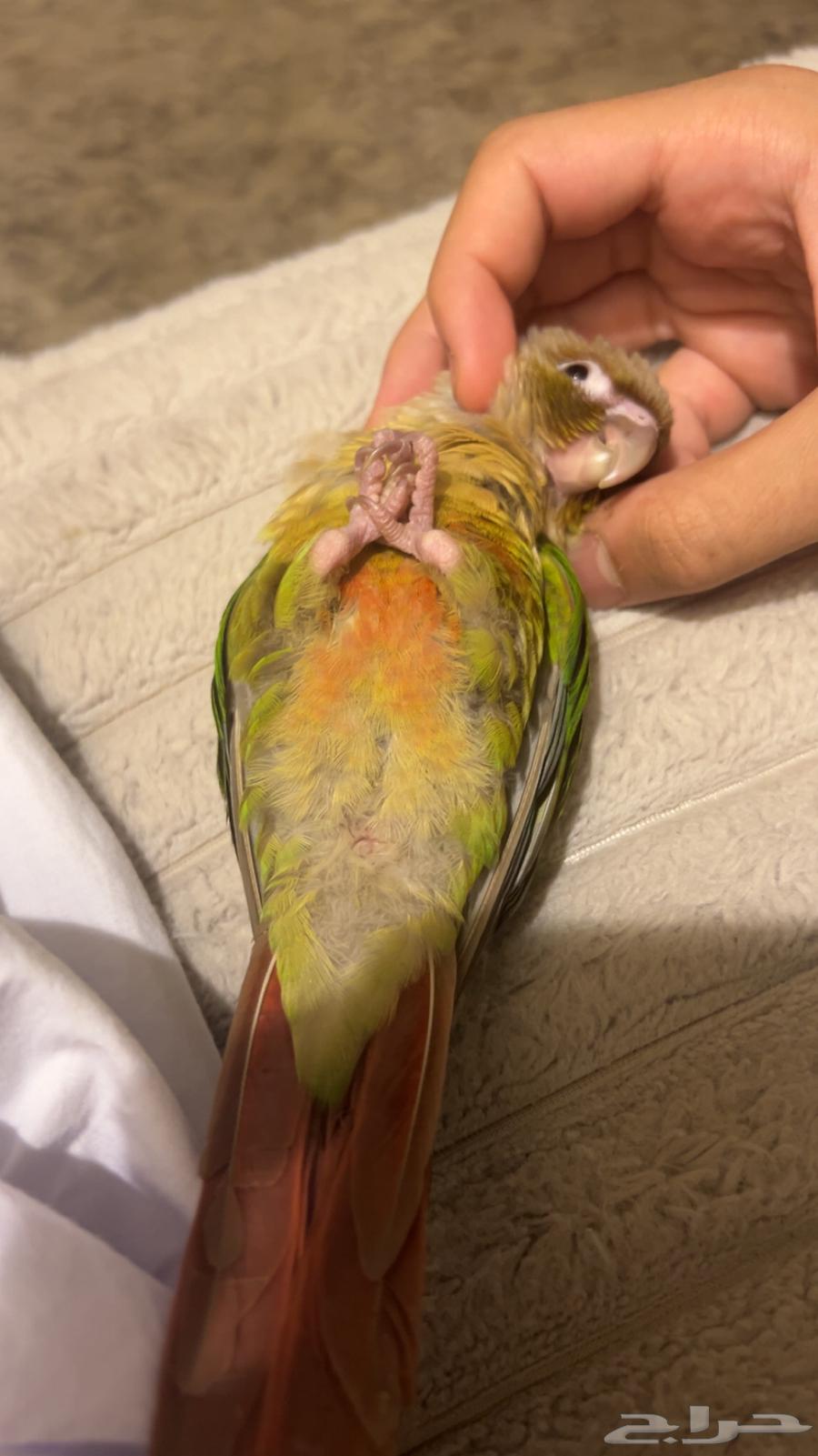 Pineapple Cinnamon Hen (Sold)64455290850306113