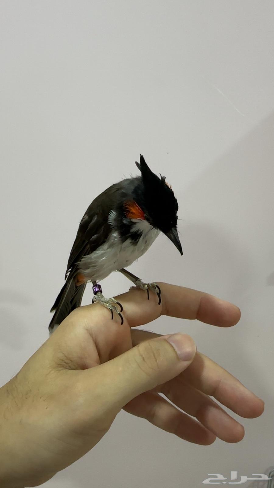 بلبل ماليزي لاوس اليف تم البيع64456379442433111