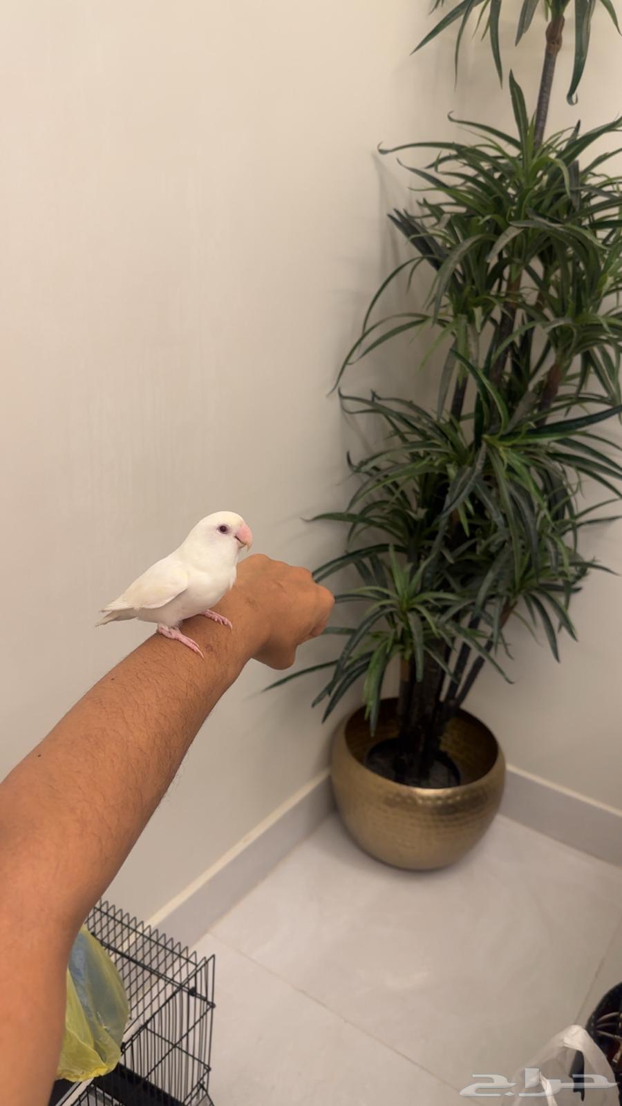 Bird64456517202946111