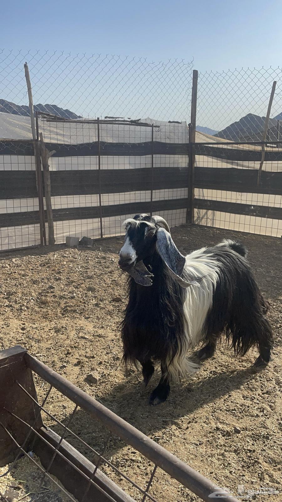 عنز عارضيه حايل فل شحم(تم البيع )64451565983747112