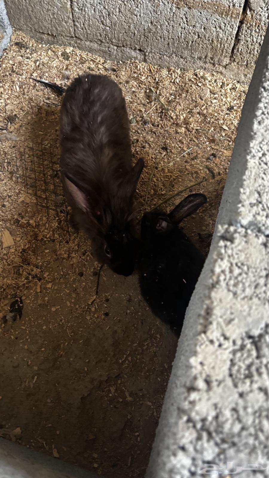 ارانب للبيع64456157934467111