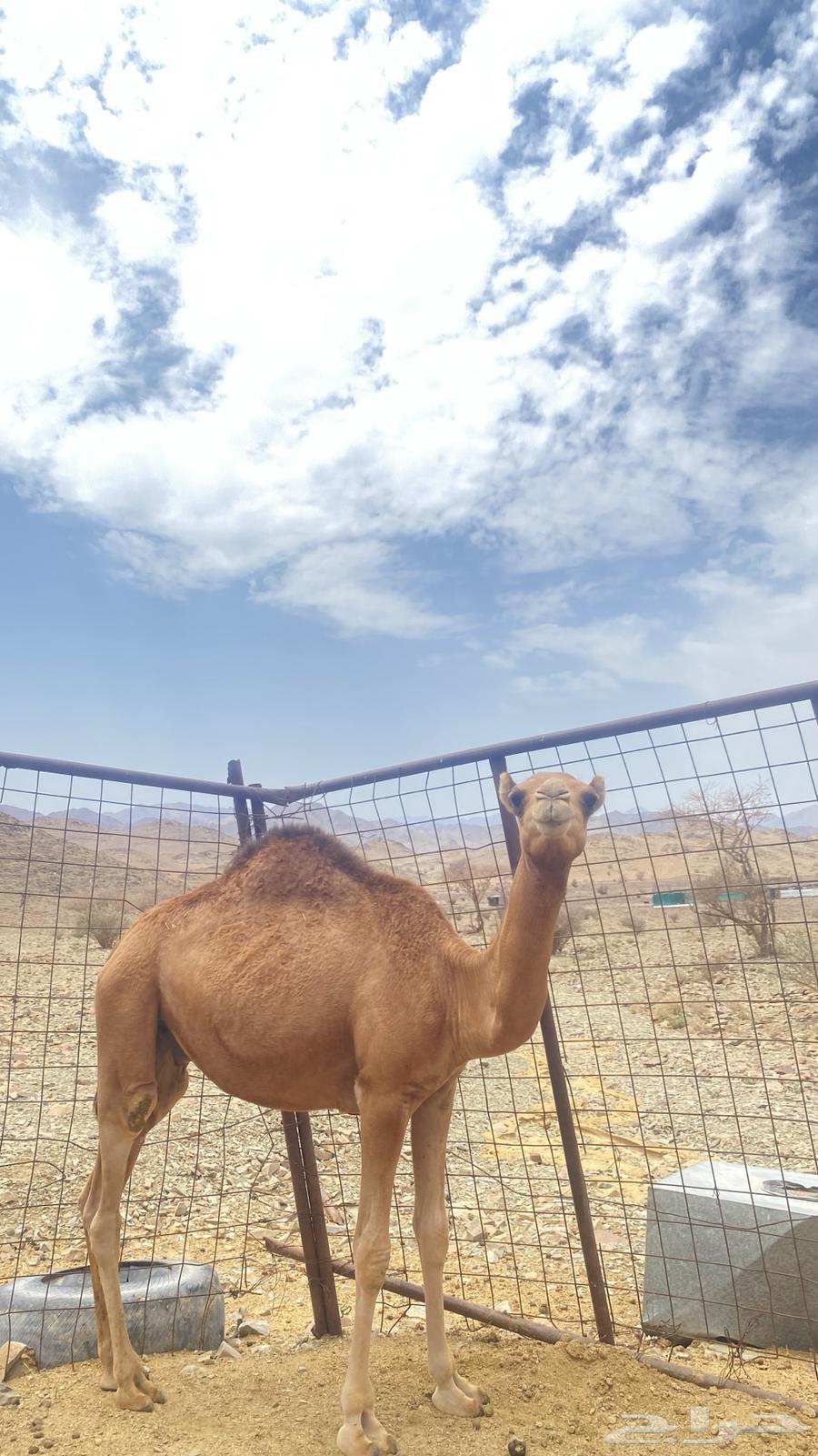 قعود للبيع سمين مشروط64452415326211112