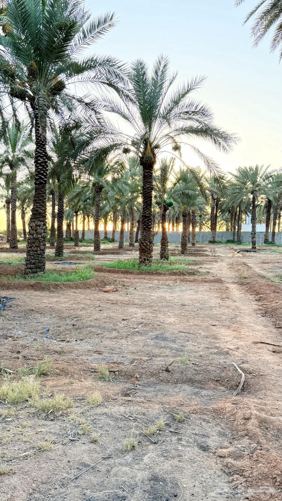 نخل طويل للبيع64451713626627112