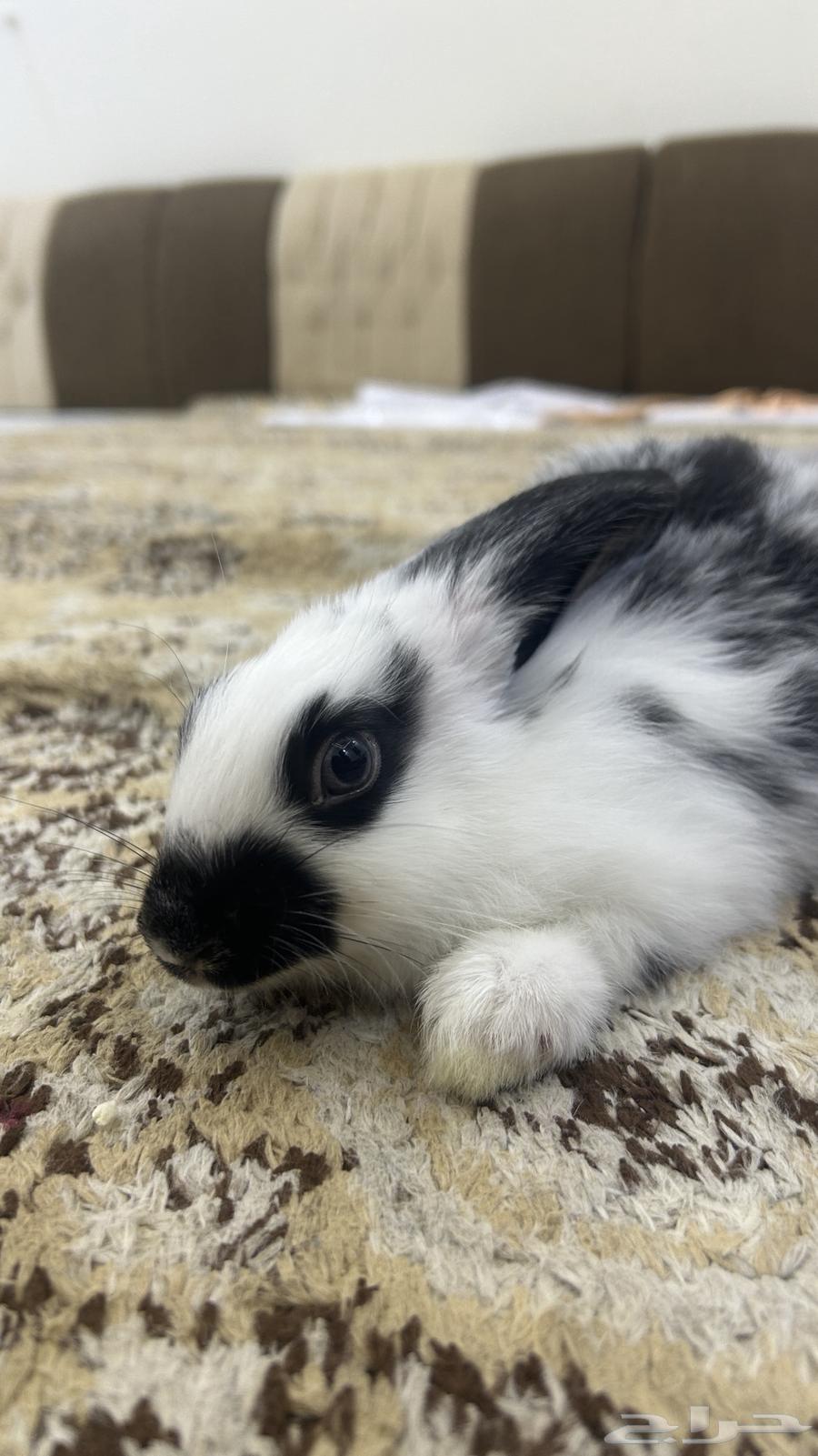 أرنب للبيع انثاء العمر شهرين64457144955777112