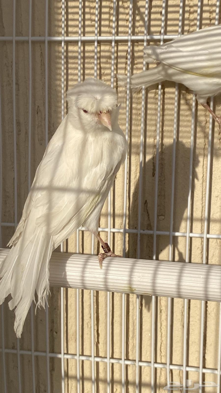 انثى كناري ستنايت نوادر الكناري64456653367299111