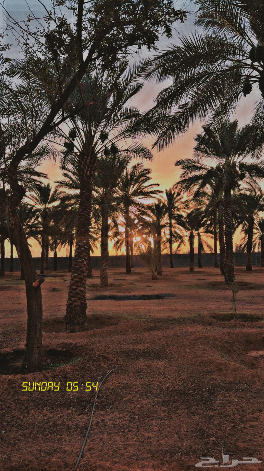 نخل طويل للبيع64451713626627110