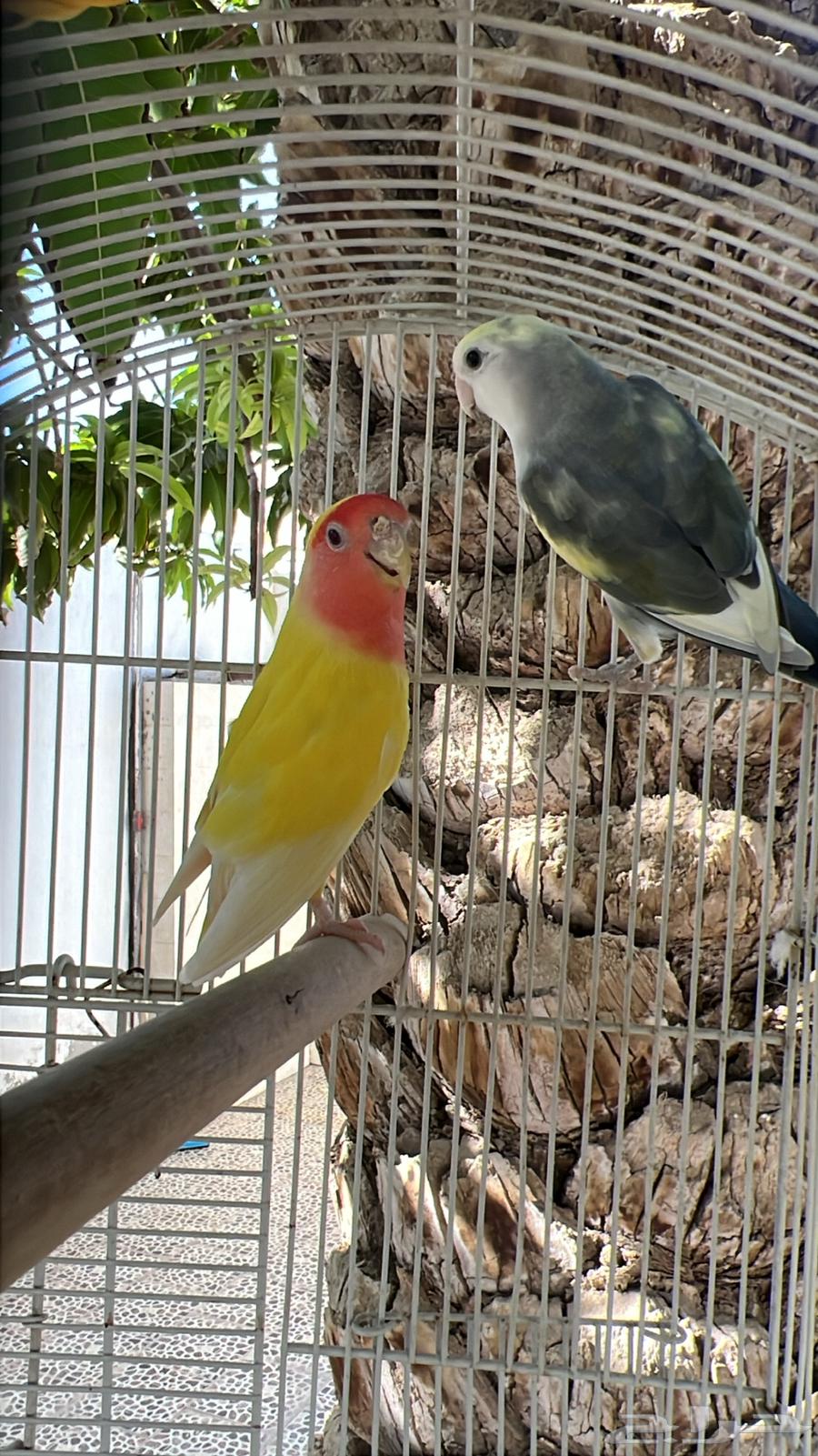 روز طيور زينة64451271139842112