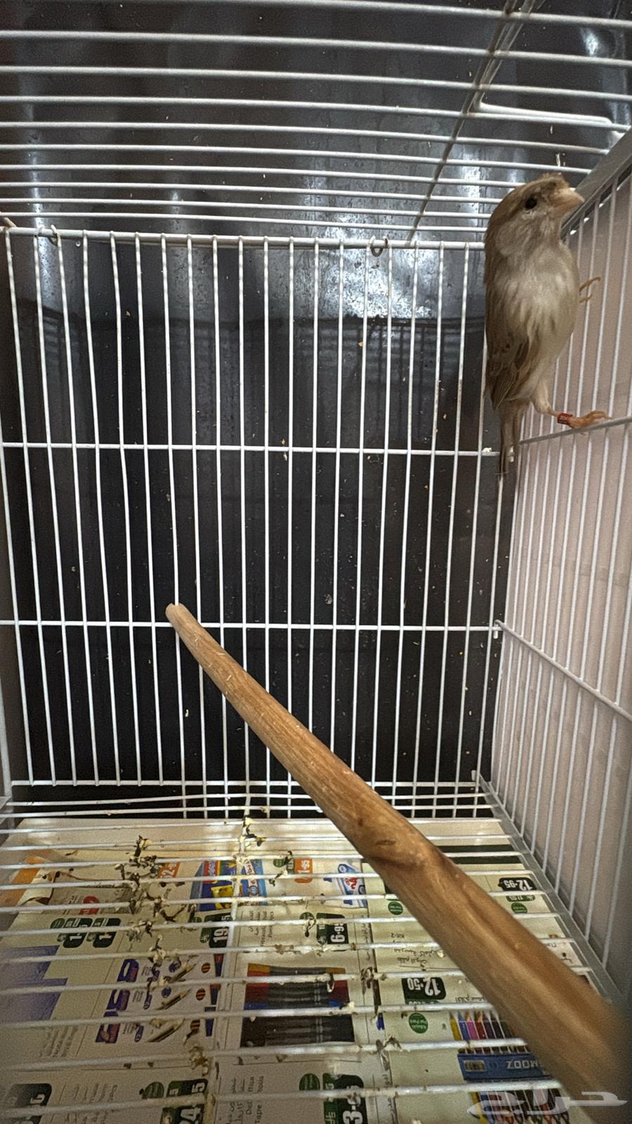 ذكر كناري ايزابيل كرست جاهز (تم البيع)64453875353731111