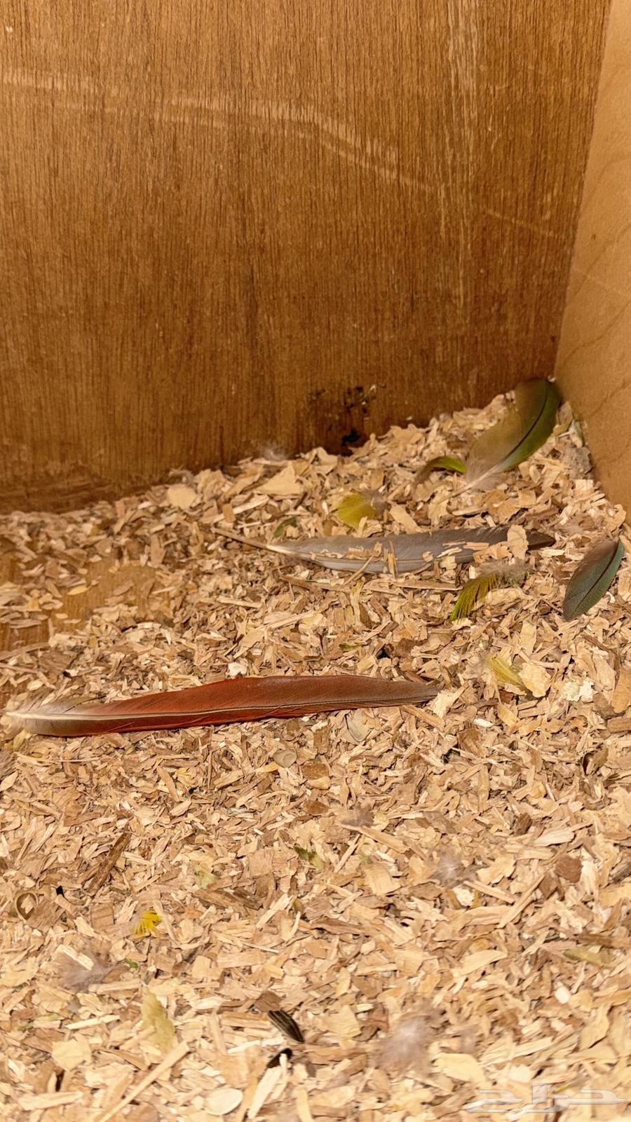 جوز كنيور منتج64450825038467110