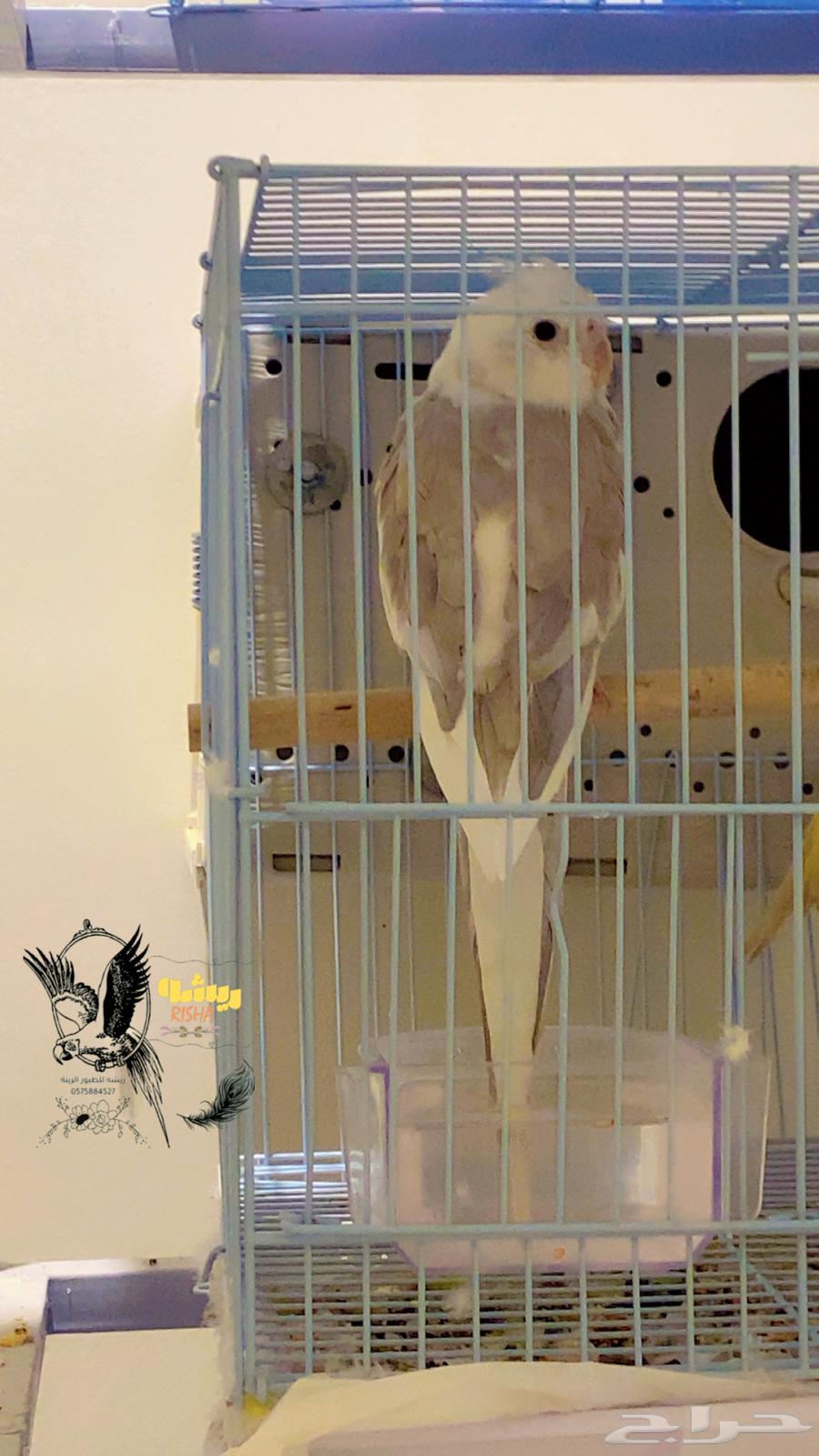 ببغاء ذكر كروان هولندي مغرد للانتاج (تم البيع الله يبارك له)64451217539841111
