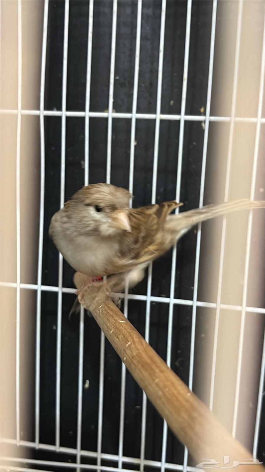 ذكر كناري ايزابيل كرست جاهز (تم البيع)64453875353731113