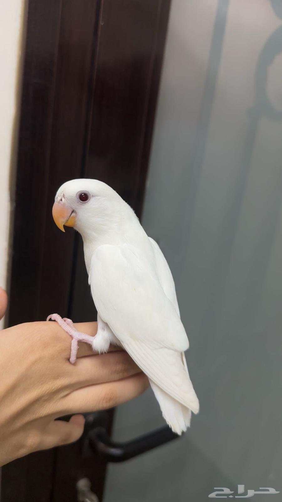 Maftoom Day64456804626051110