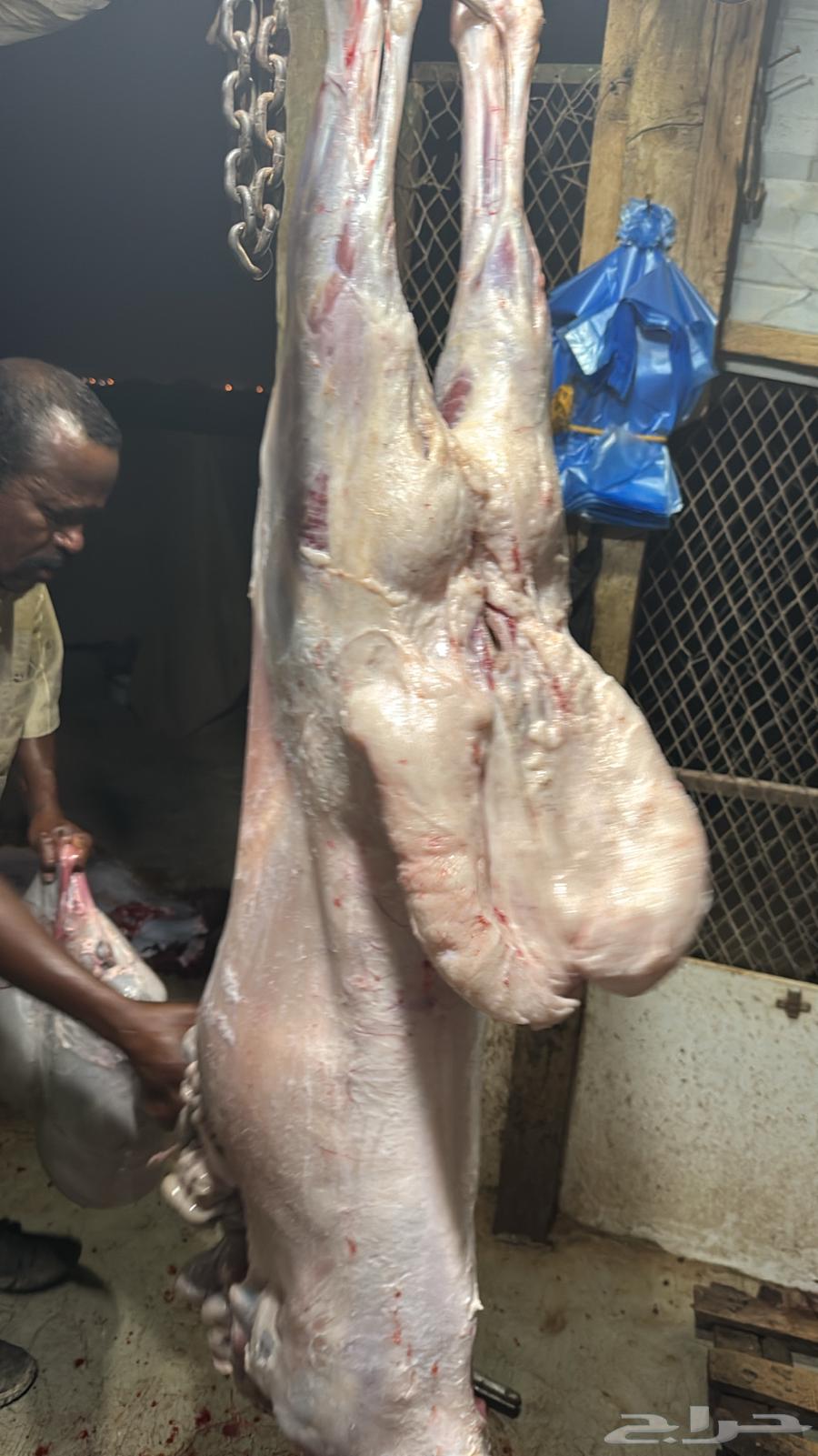 Dhabaih Na3im64455645639299114