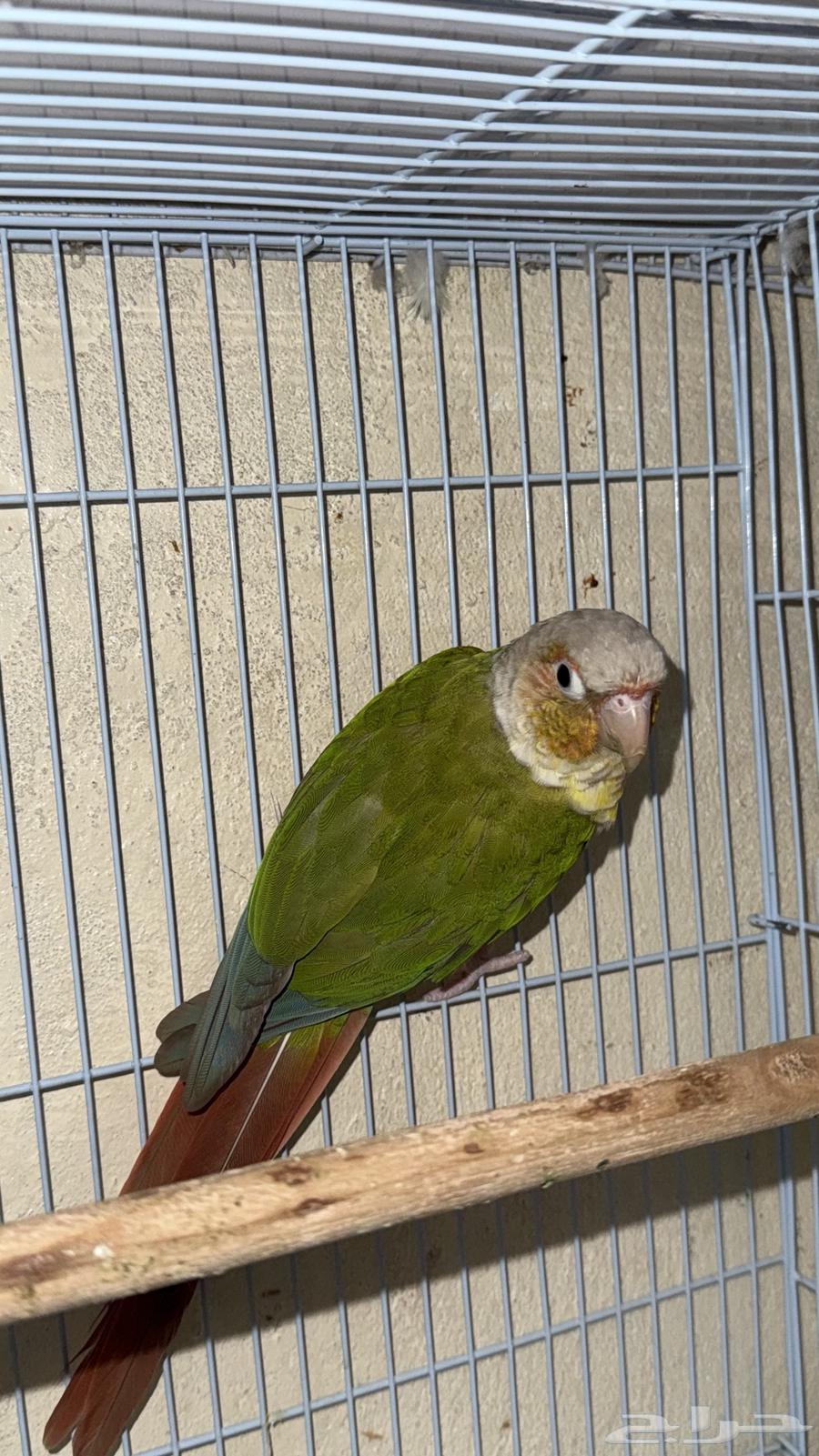 جوز كنيور منتج64450825038467114