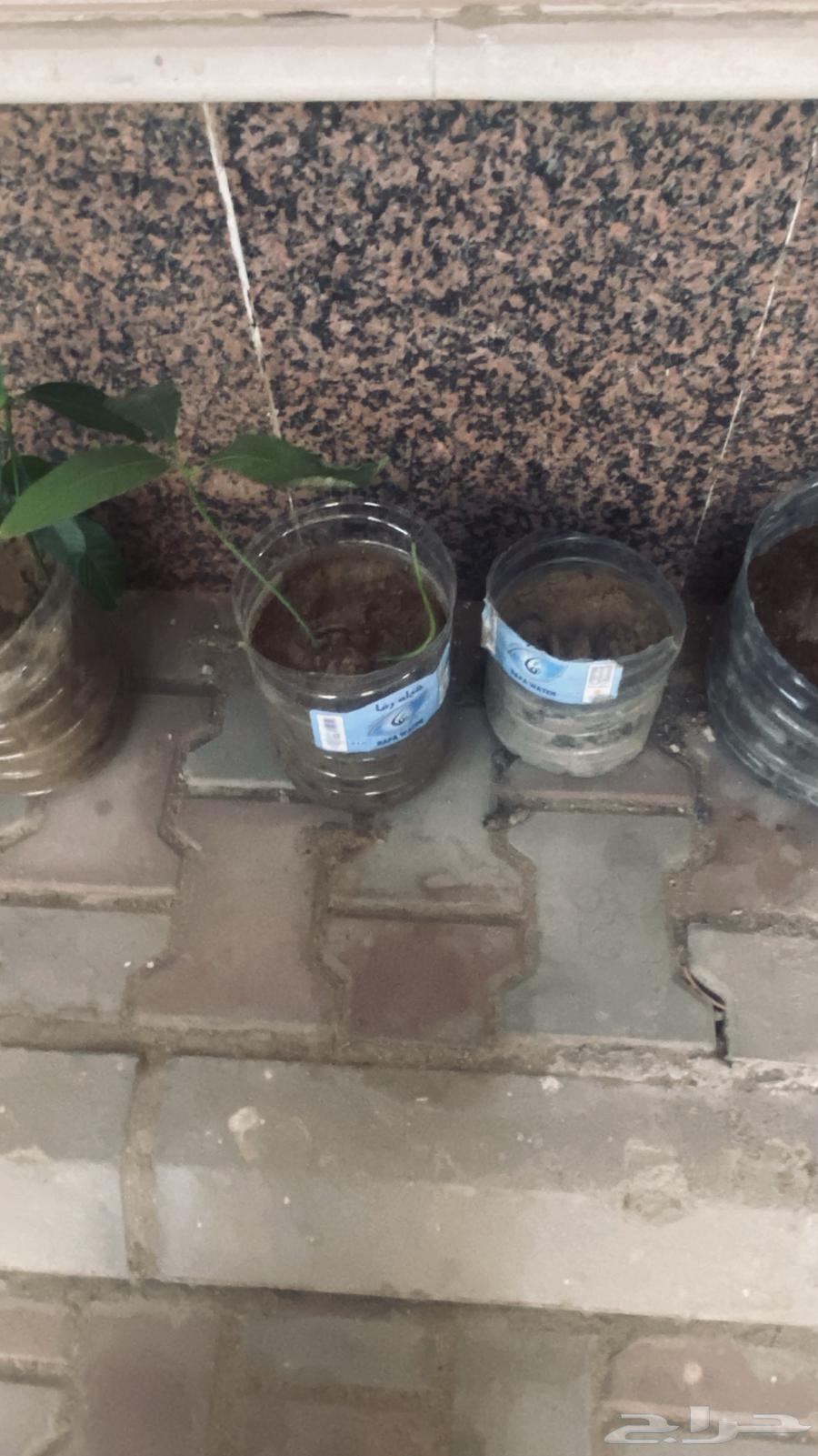 Mango seedlings64451619572099114