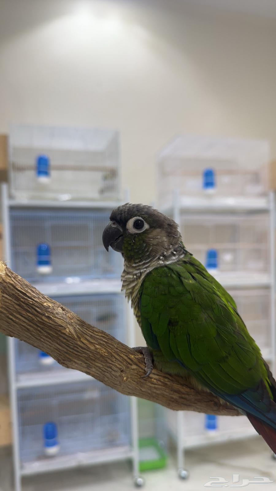 Handsome and Friendly Male Parrot, Tame and Affectionate (Includes Cage and Perch)64452983943938111