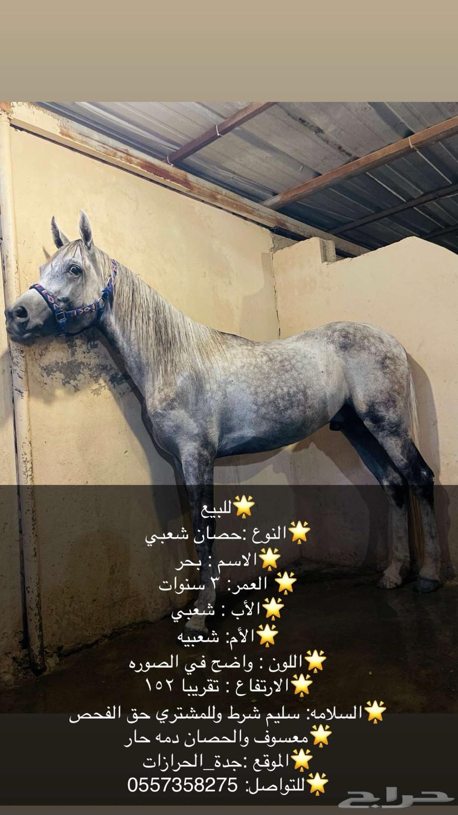 تم البيع حصان شعبي للبيع64450211634561110