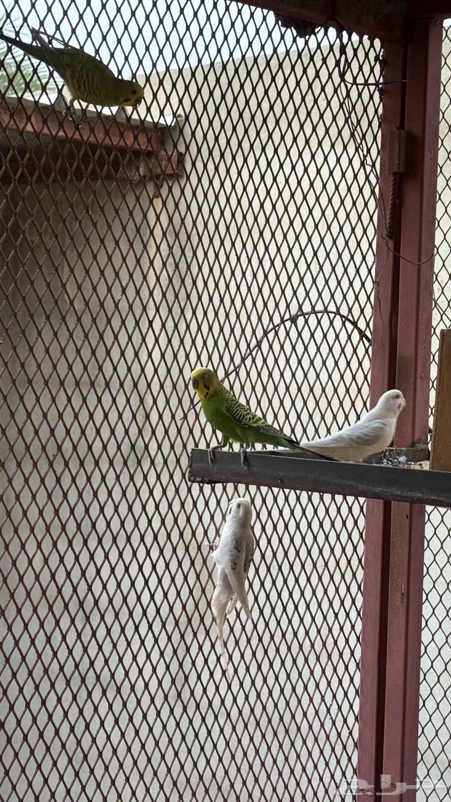 طيور بادحي(الحب)64455072738049110