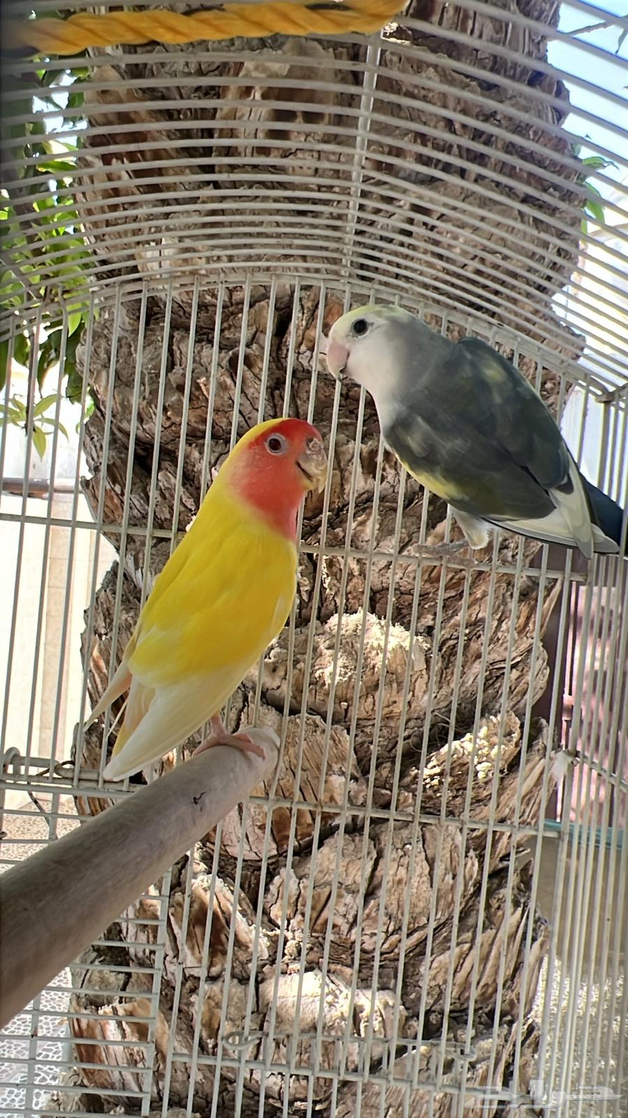 روز طيور زينة64451271139842113