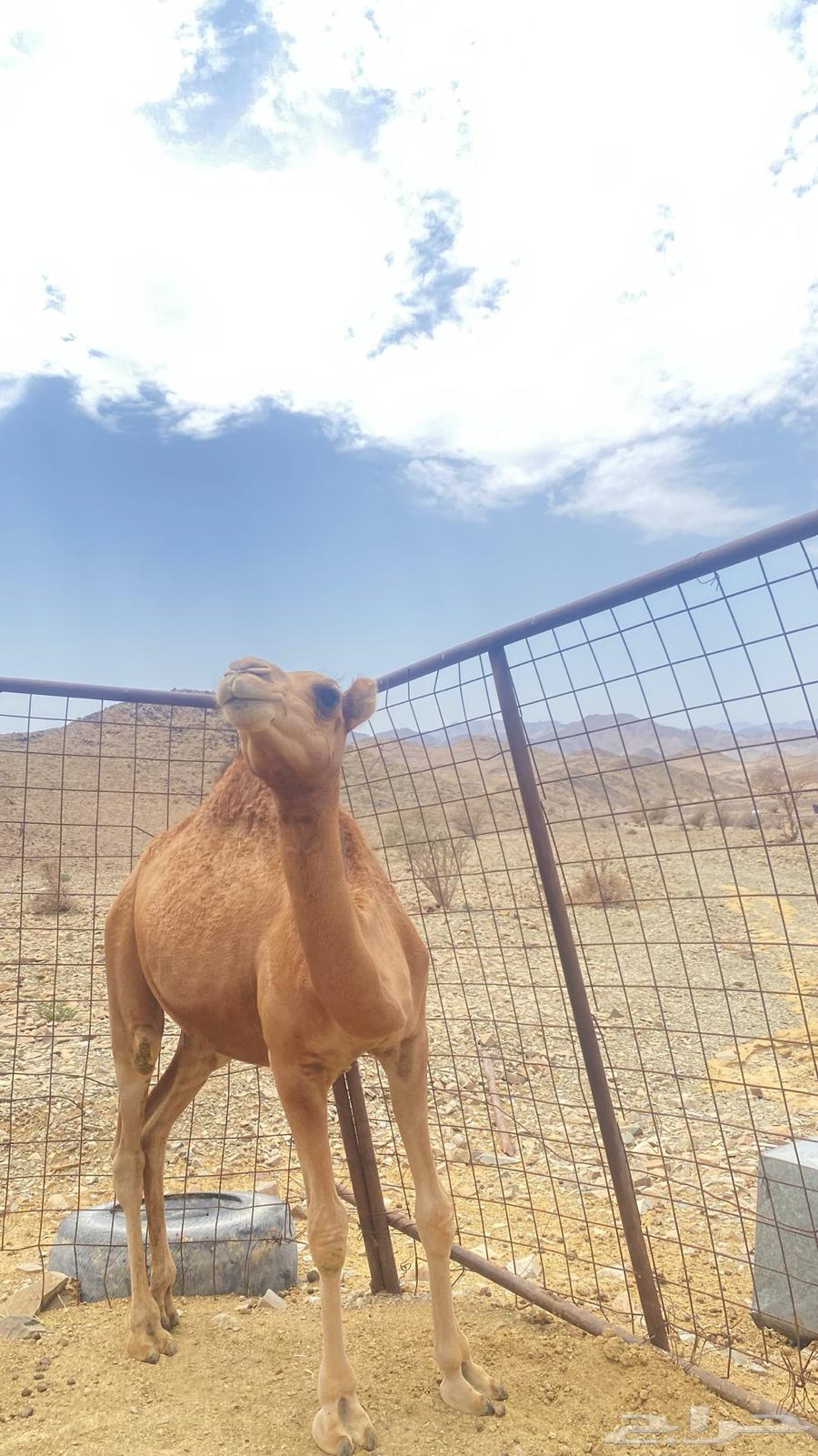 قعود للبيع سمين مشروط64452415326211111