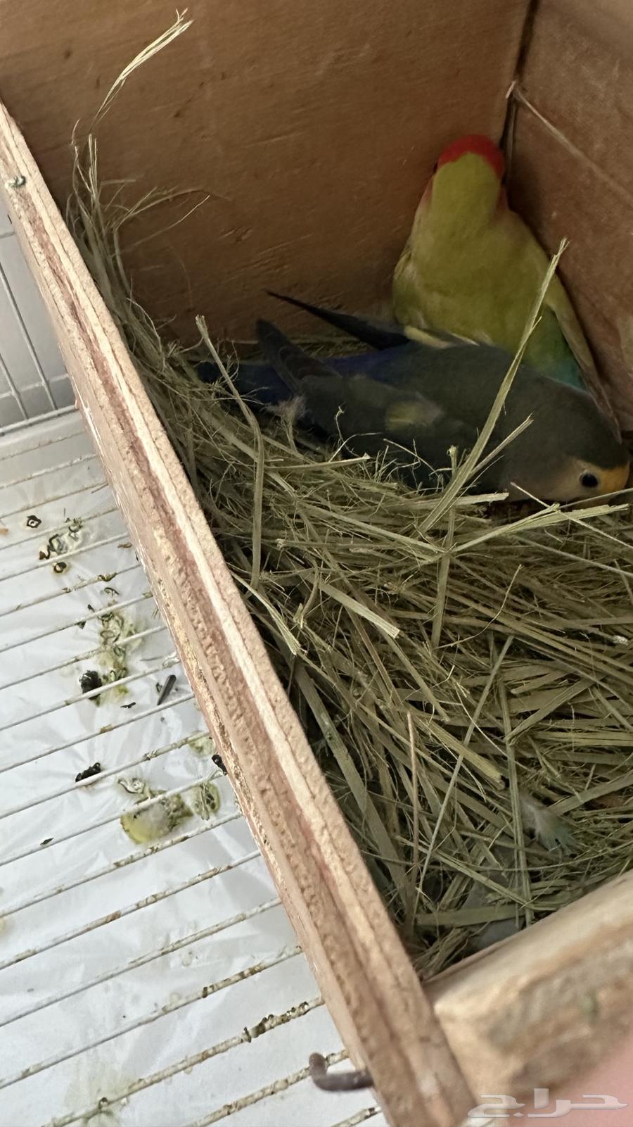 جوز روز للبيع مع القفص والبياضة64453765074689110