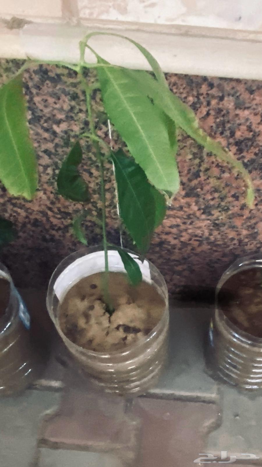 Mango seedlings64451619572099111