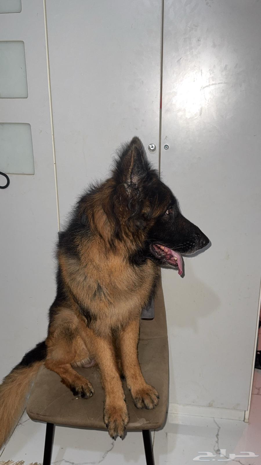 كلب جيرمن شيبرد بيور العمر 4 سنوات للبيع جده64455208786306110