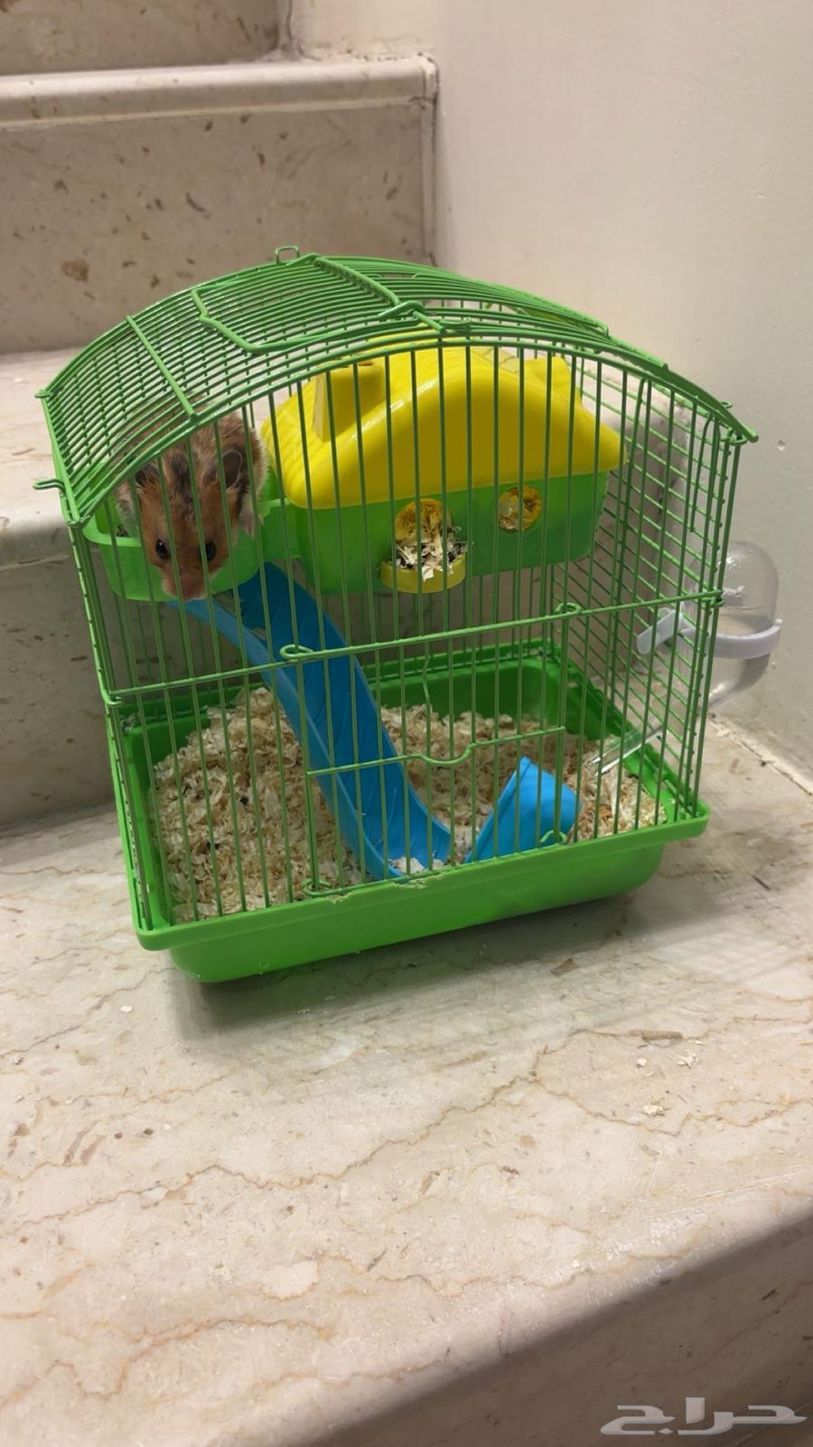 همستر للبيع64456913761666111