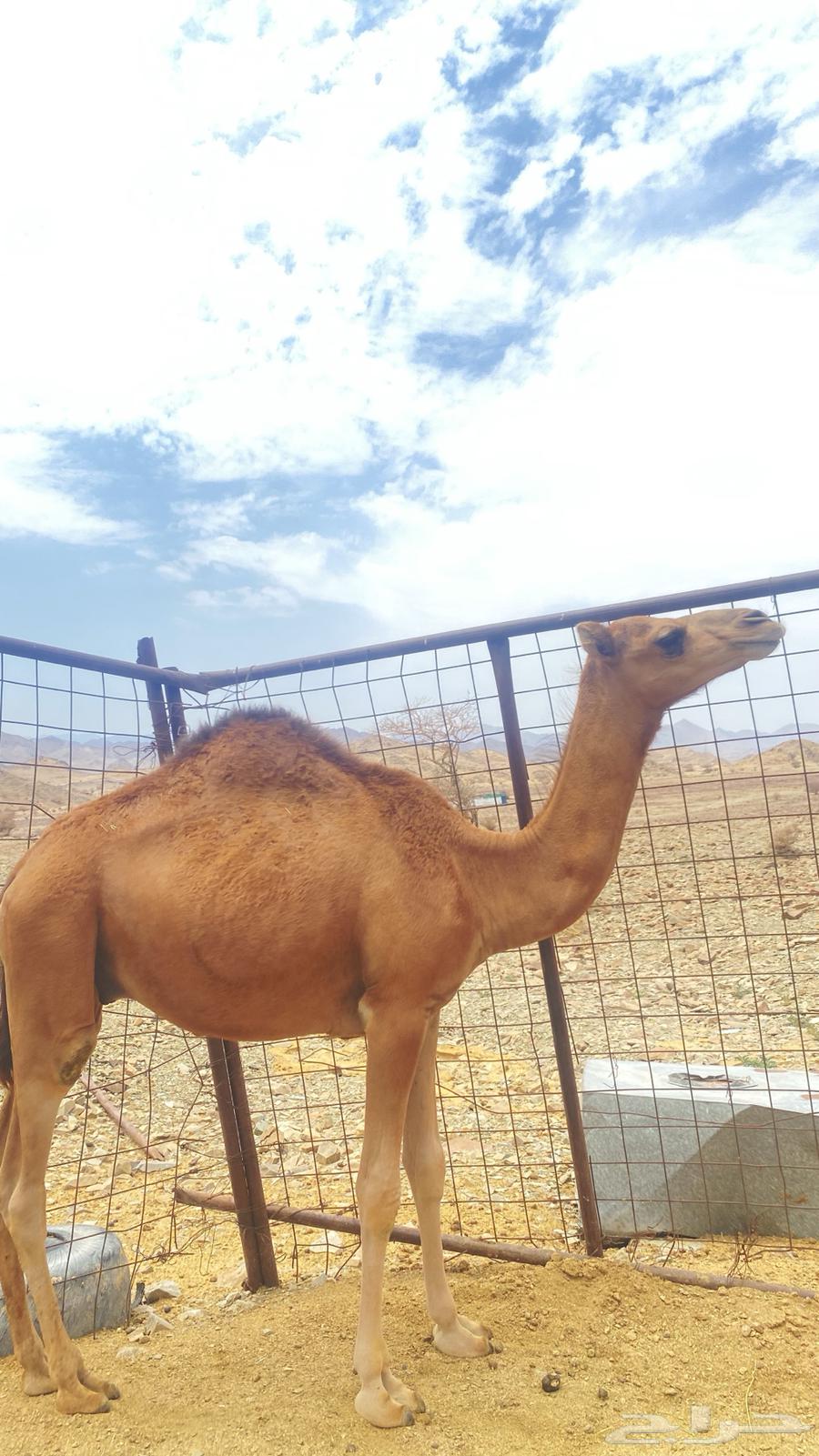 قعود للبيع سمين مشروط64452415326211114