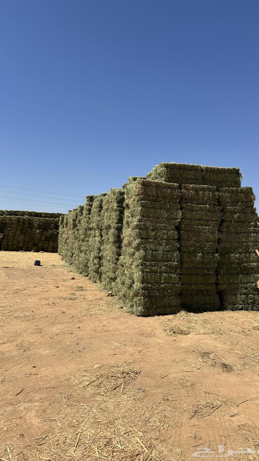 برسيم للبيع64454040960257110