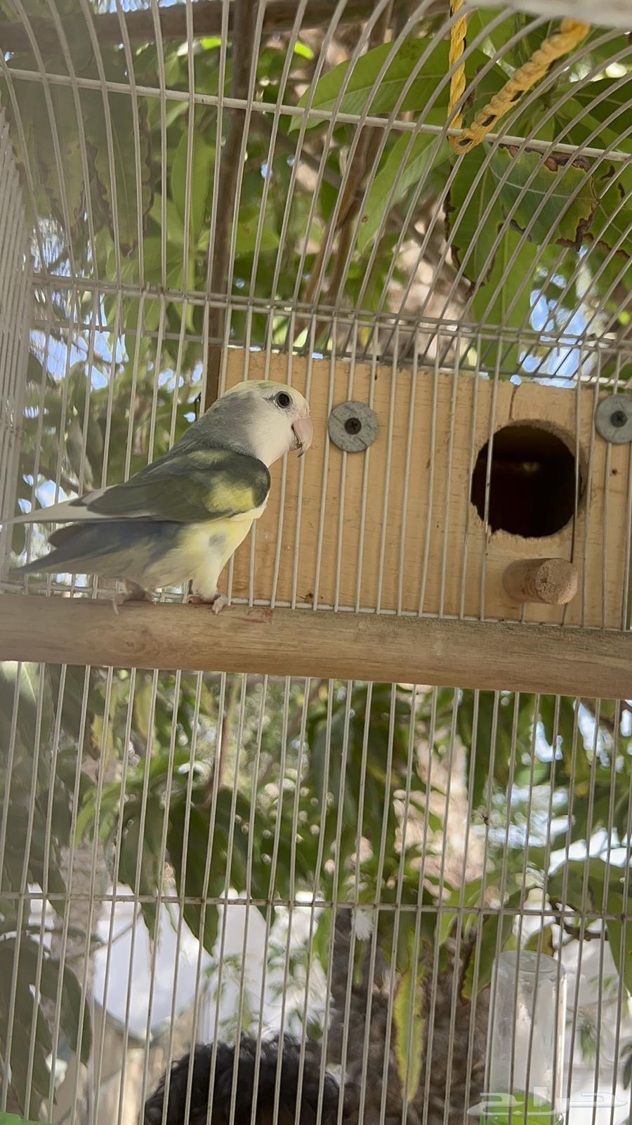 روز طيور زينة64451271139842110