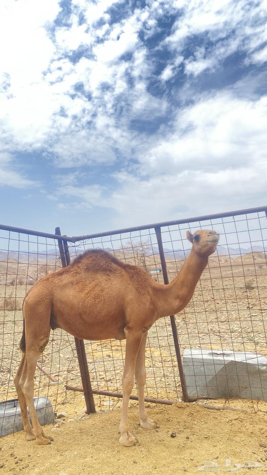 قعود للبيع سمين مشروط64452415326211113