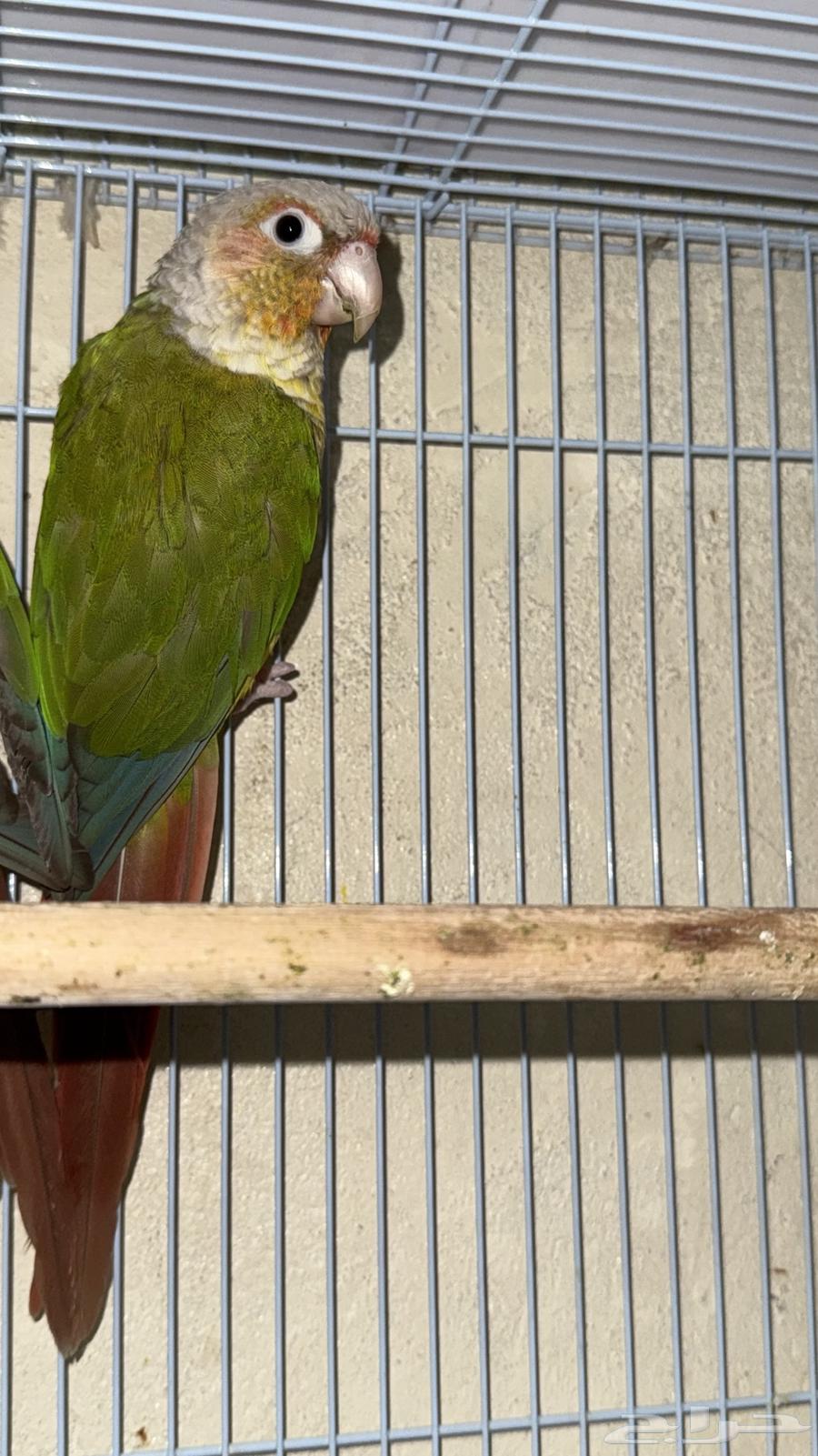 جوز كنيور منتج64450825038467113