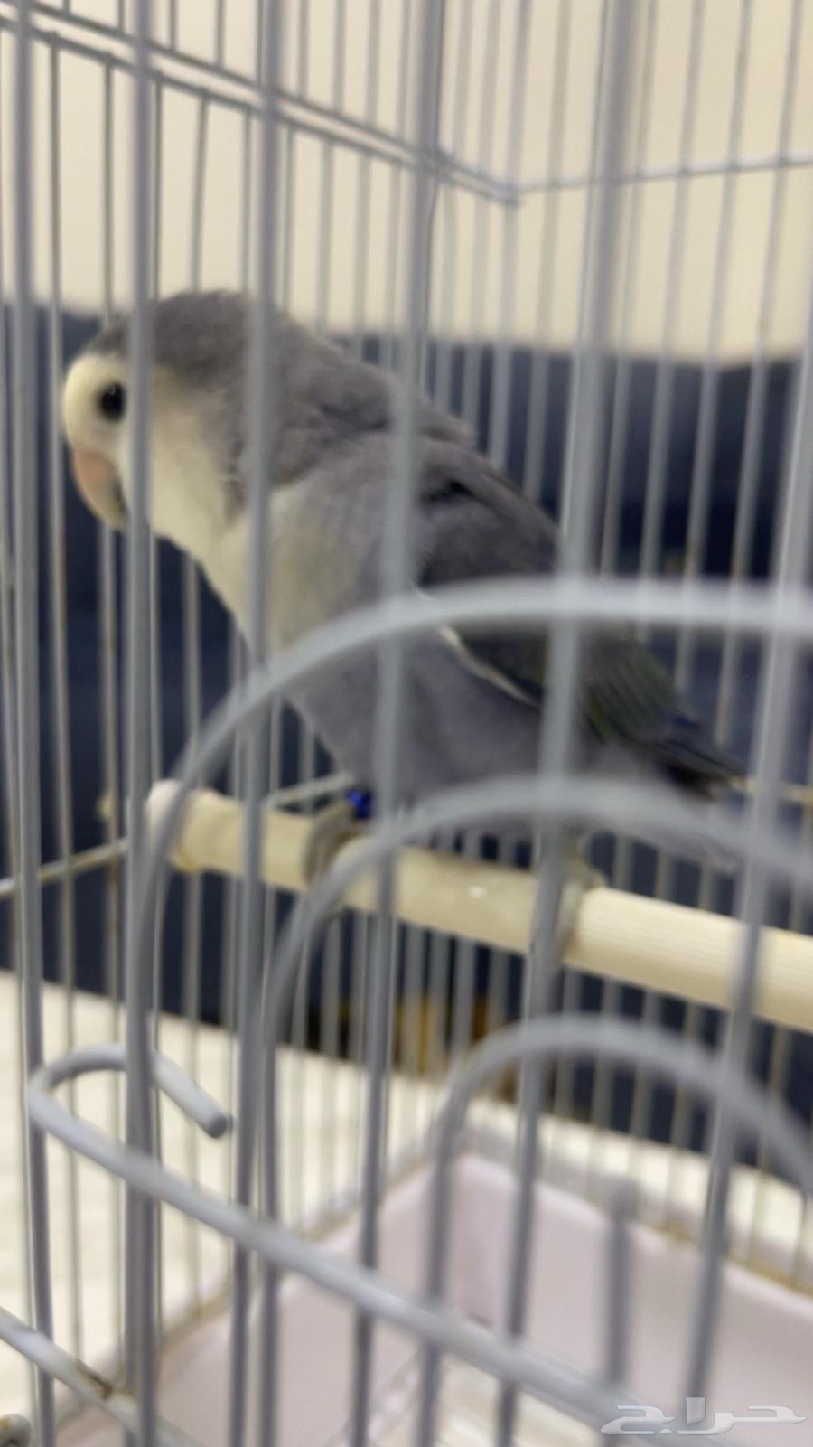 For sale, rose without thorns, no issues, reason for sale is only lack of time64454922638723111