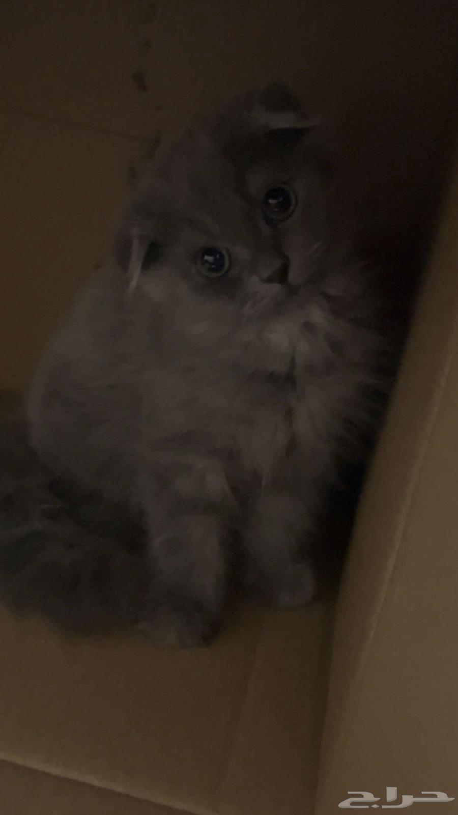 Scottish Fold Kitten for Sale64450838599681111