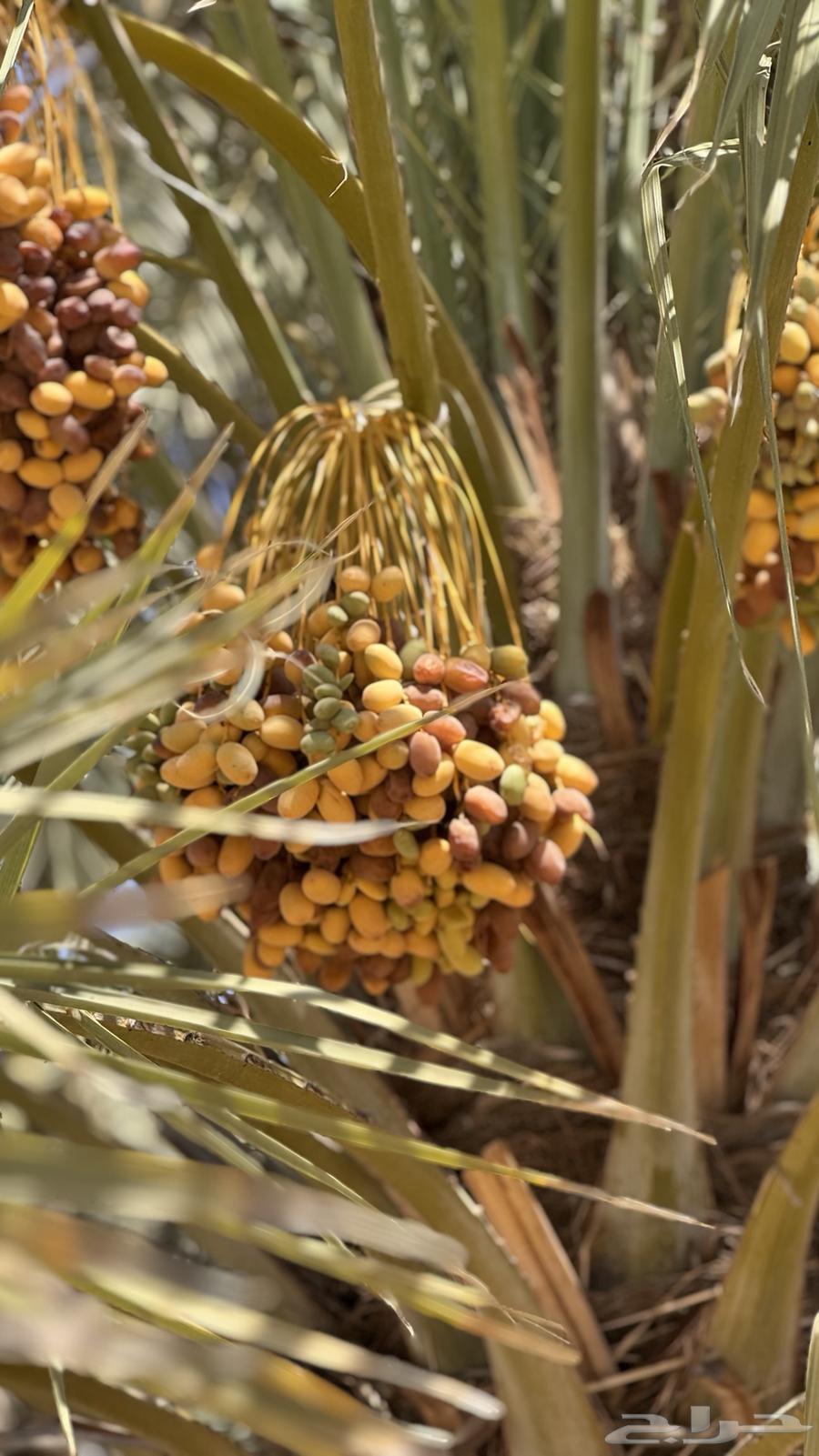 Daily Harvested Dates64452157064449113