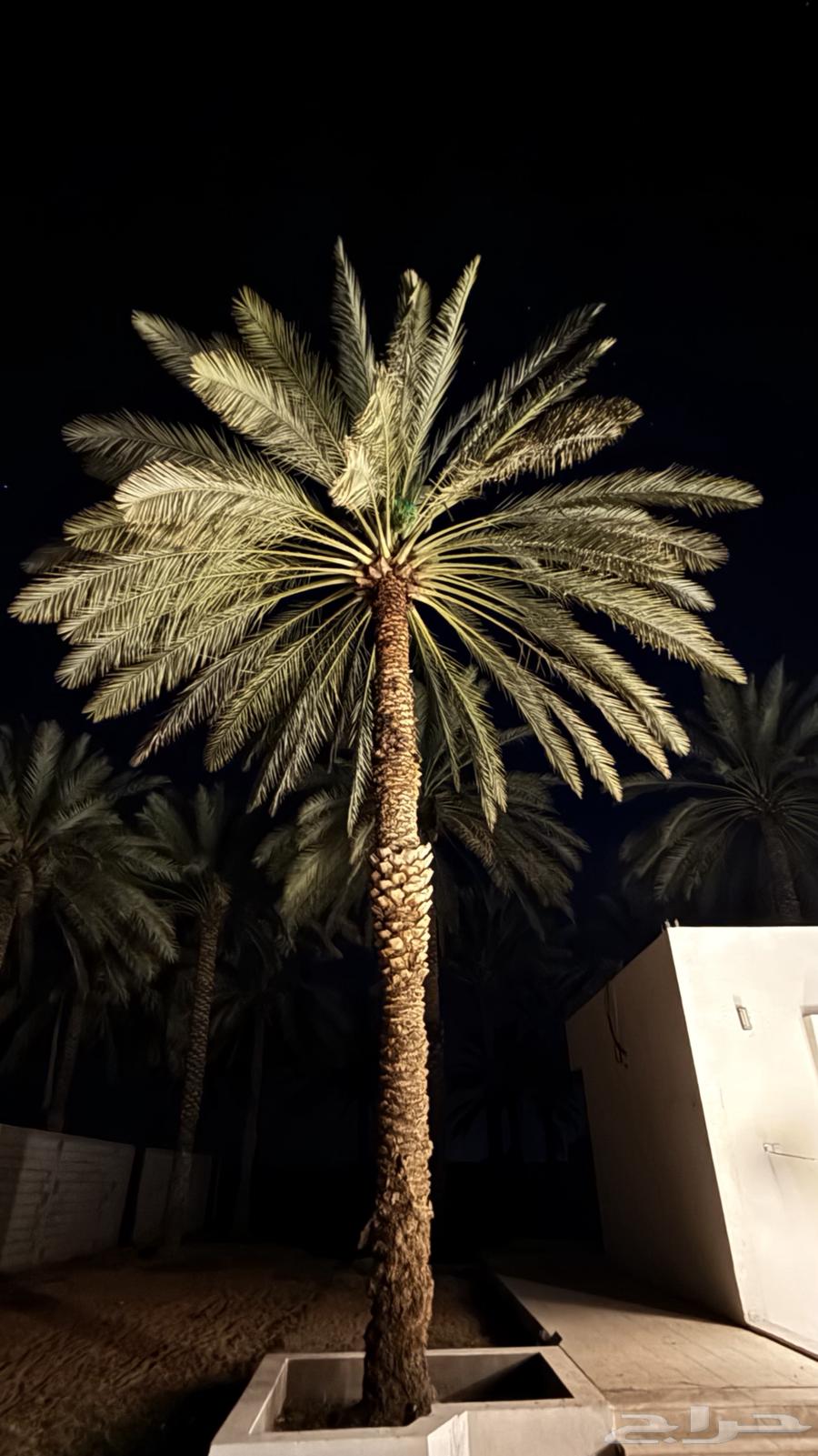 نخل طويل للبيع64451713626627111