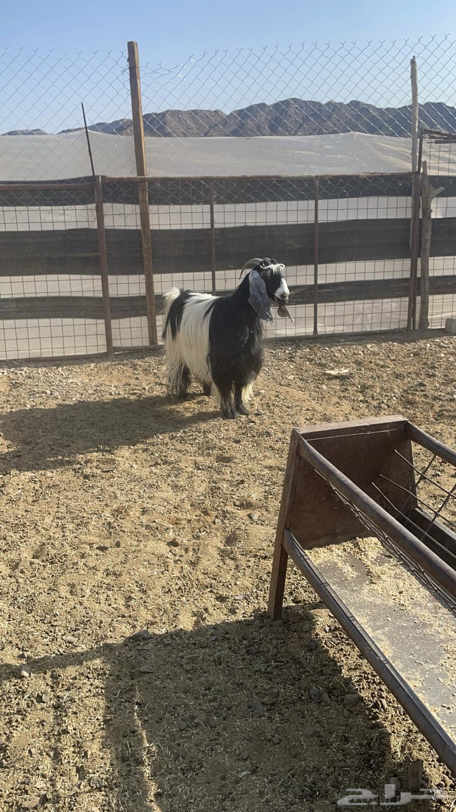 عنز عارضيه حايل فل شحم(تم البيع )64451565983747110