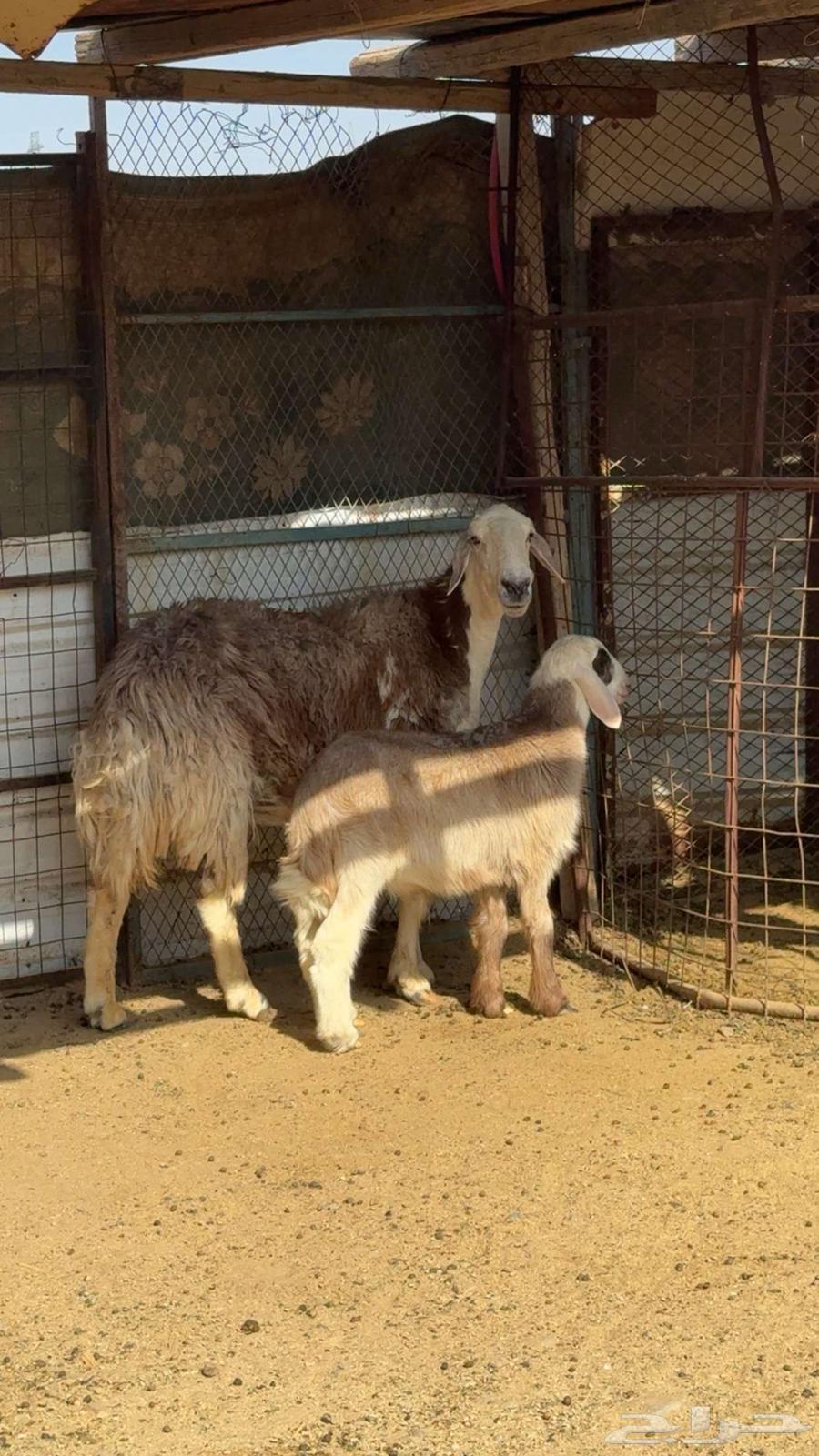 نعجة والد صنف64453120579331113