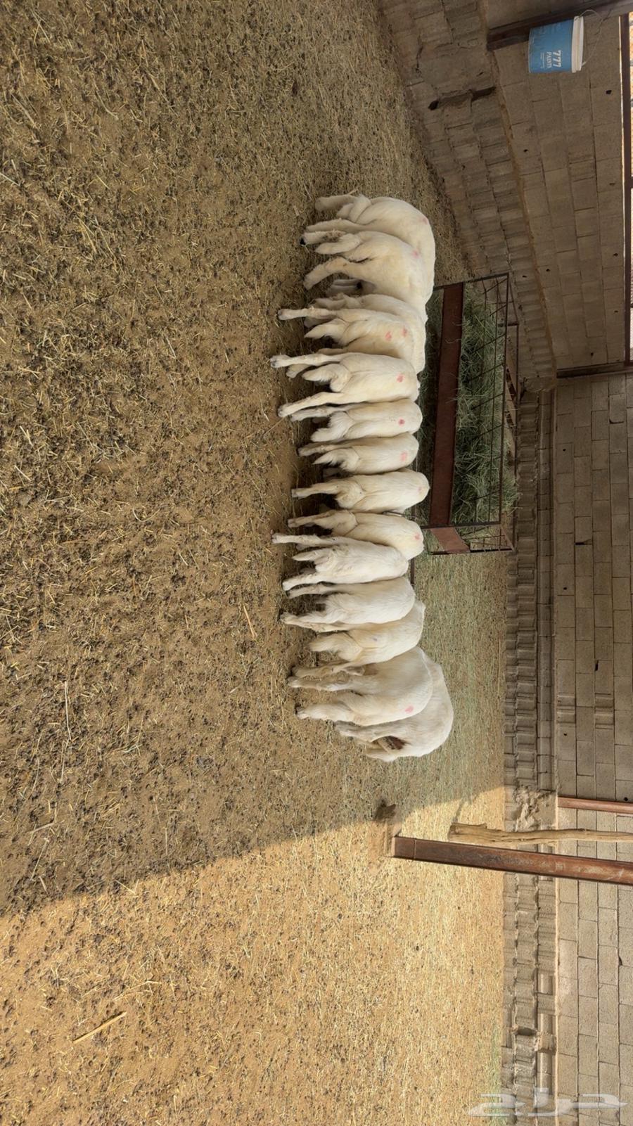 خرفان للبيع64452563018627110