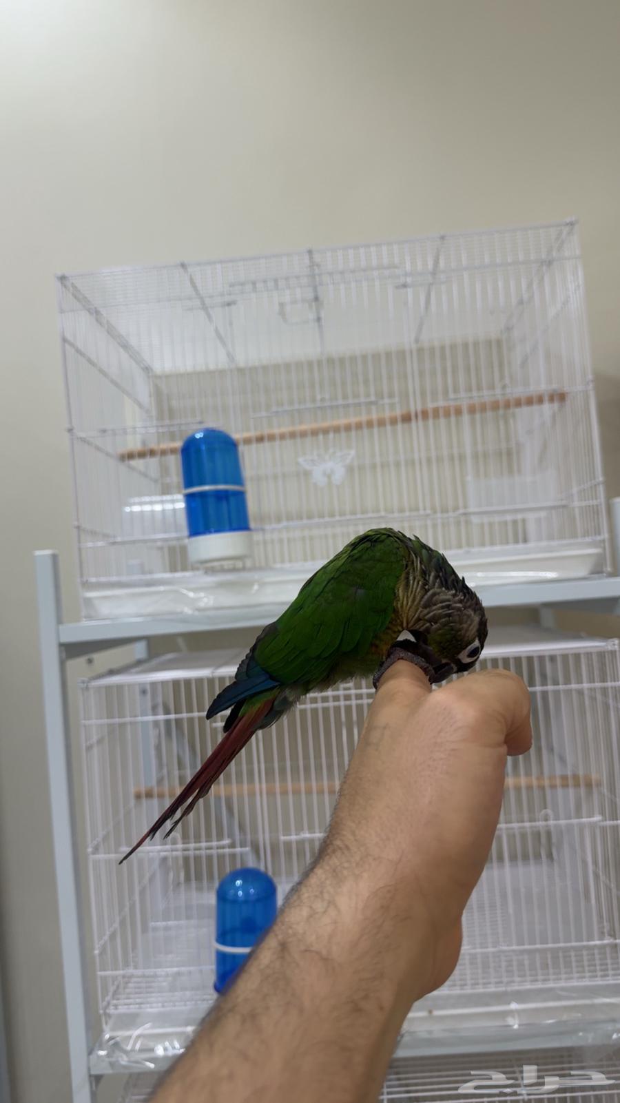 Handsome and Friendly Male Parrot, Tame and Affectionate (Includes Cage and Perch)64452983943938112