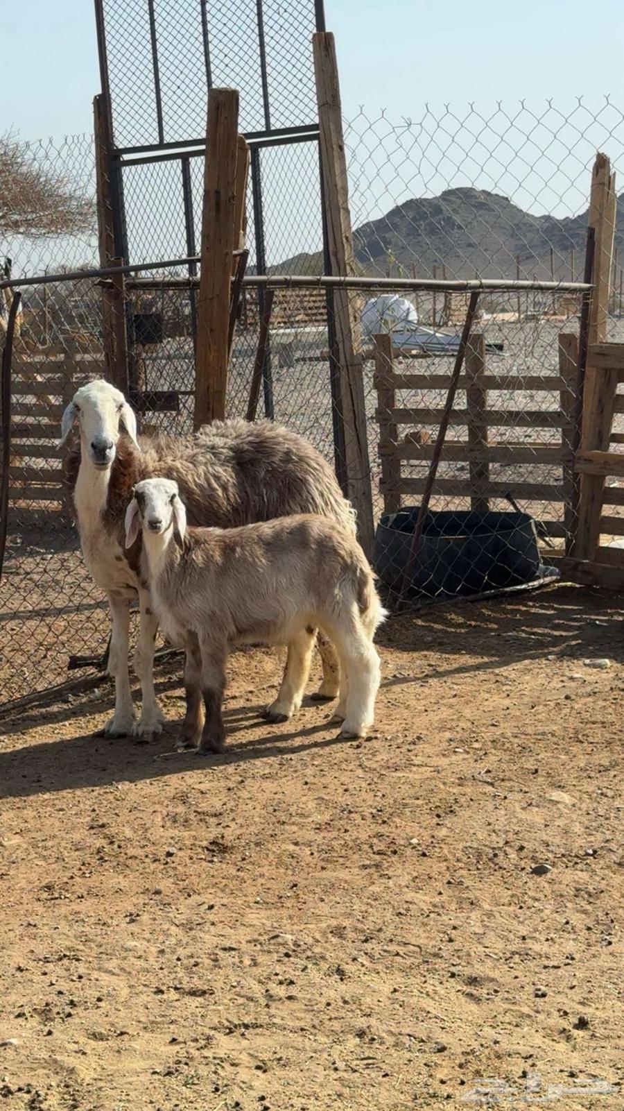 نعجة والد صنف64453120579331112