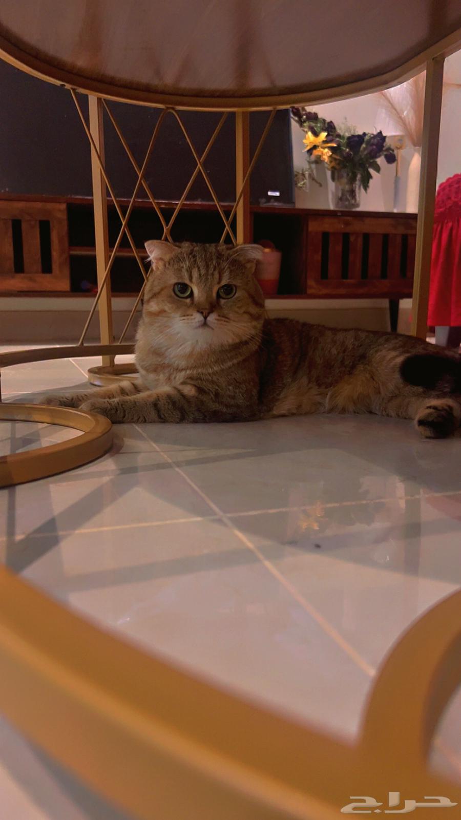 Scottish64487622697729110