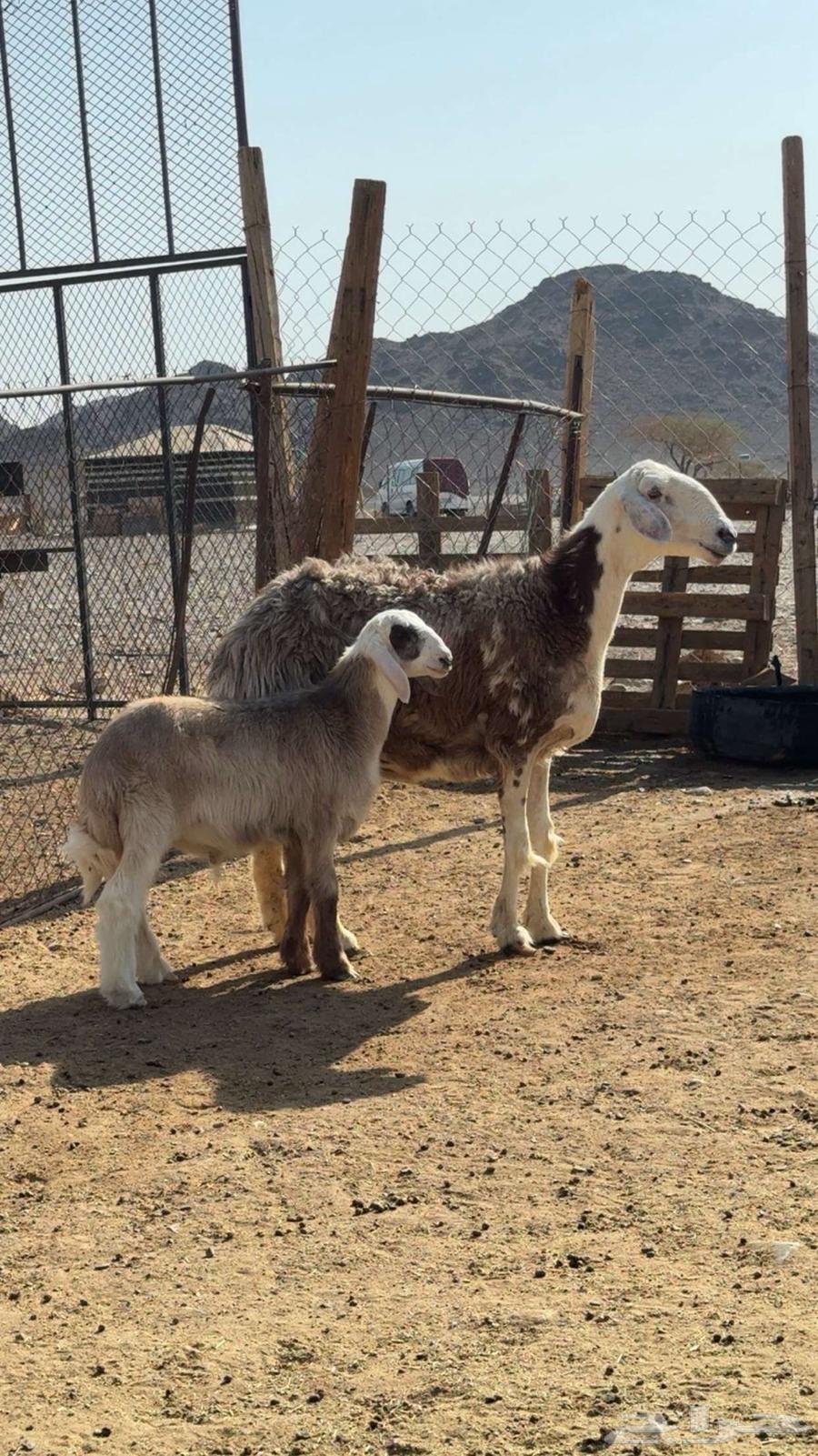 نعجة والد صنف64453120579331110